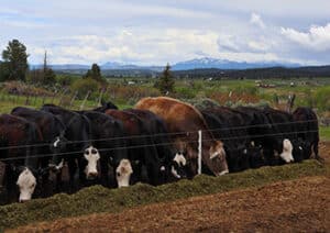 Cow cattle