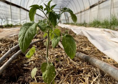 HawkMoth Farm plant growing inside greenhouse