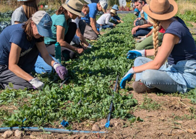 Reunity Resources volunteers planting a row of crops together