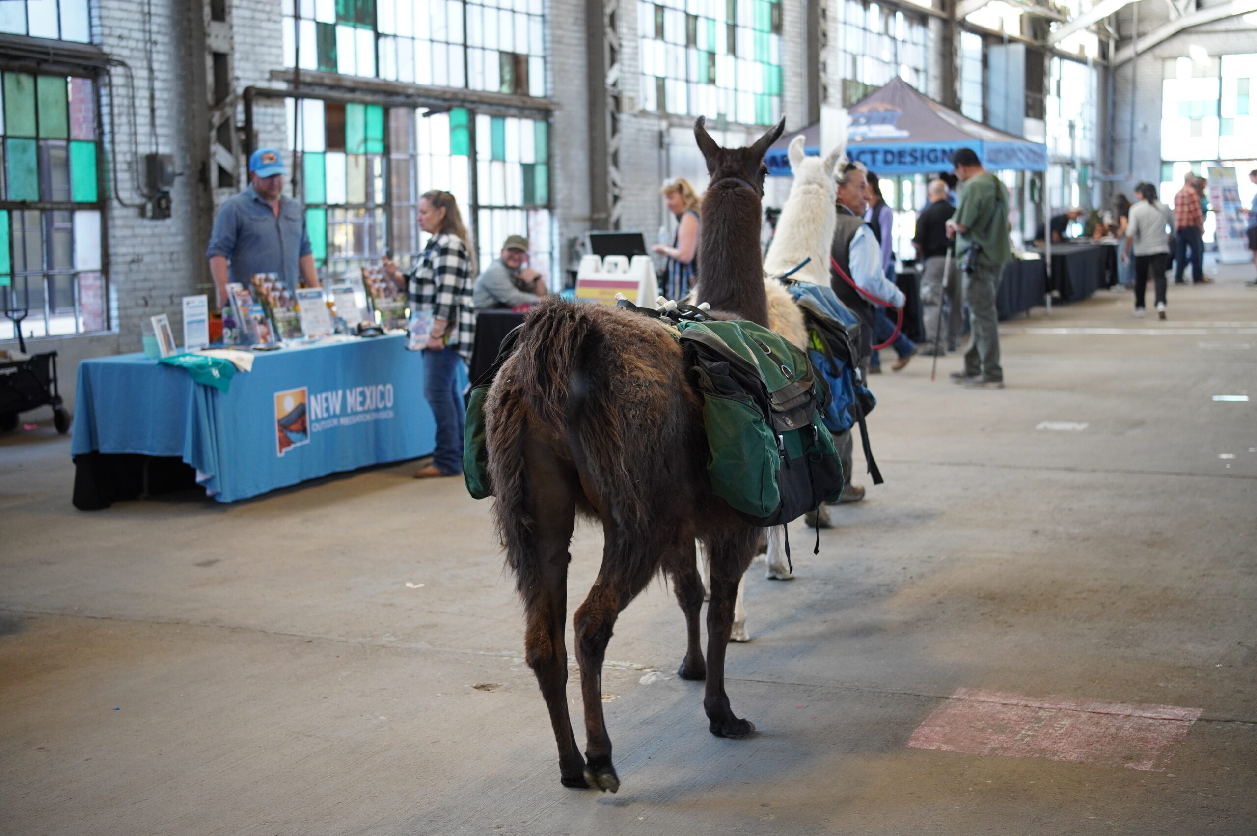 Pack of llamas walks down the aisle between vendors (view from behind).